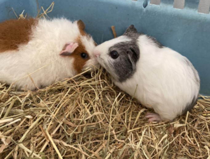 Guinea Pigs